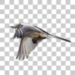 舎人公園のハクセキレイ