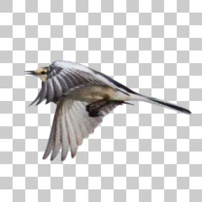 ハクセキレイ White Wagtail