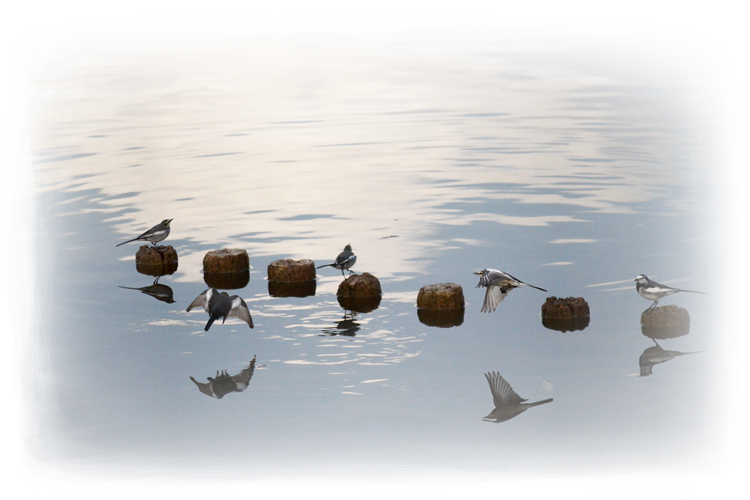 水辺に集うハクセキレイ