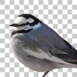 ハクセキレイ White Wagtail