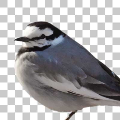 ハクセキレイ White Wagtail