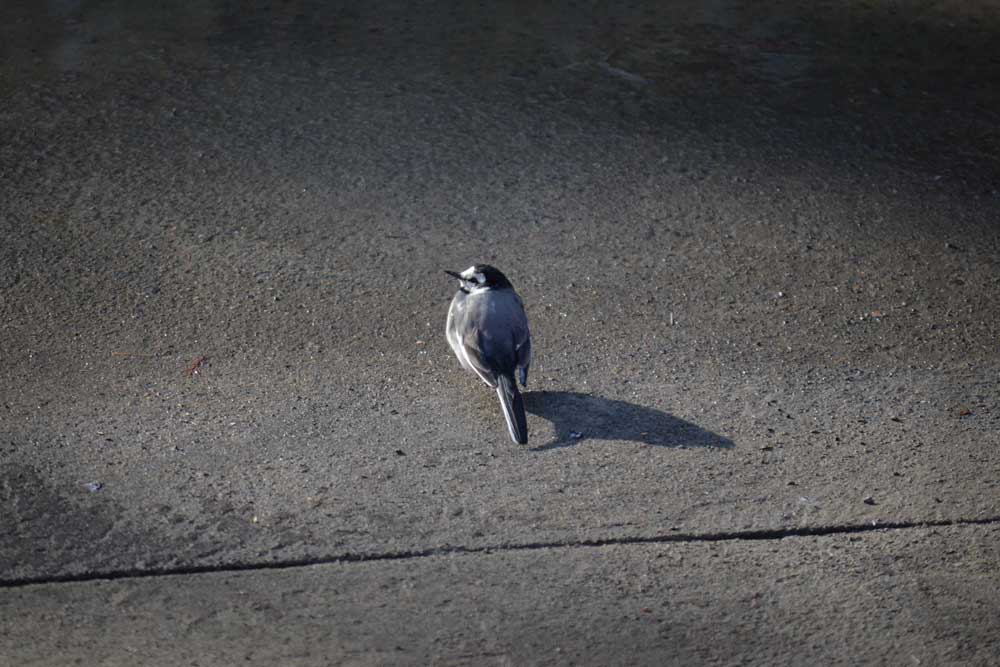 都立光が丘公園のハクセキレイ