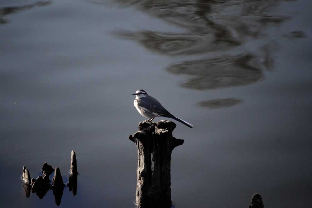 都立舎人公園のハクセキレイ