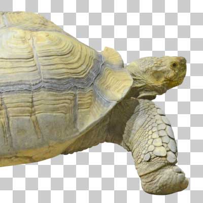 ケヅメリクガメ African Spurred Tortoise