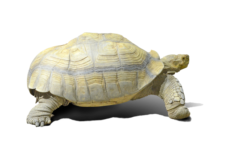 歩くケヅメリクガメ