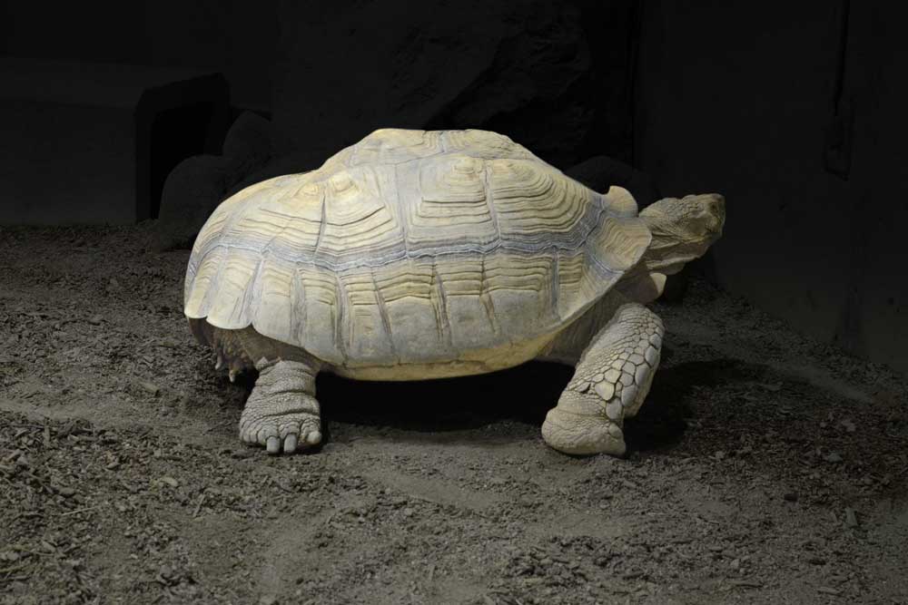 ケヅメリクガメの蹴爪とは