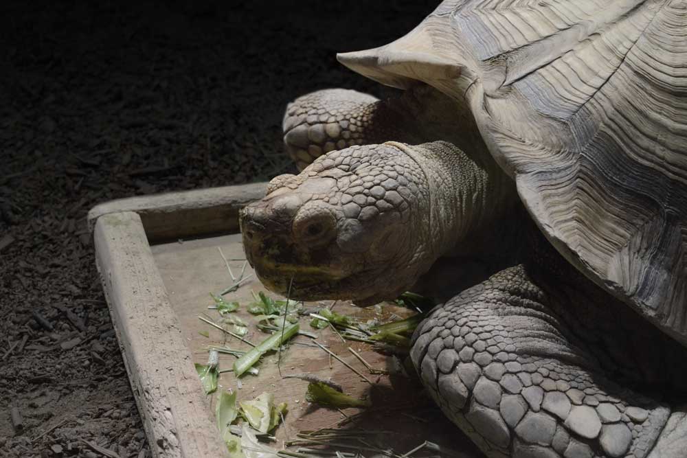 食事中のケヅメリクガメ