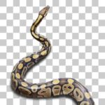 足立区生物園のボールニシキヘビ