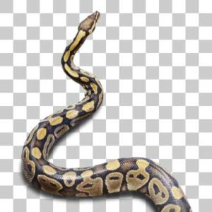 ボールニシキヘビ Ball Python