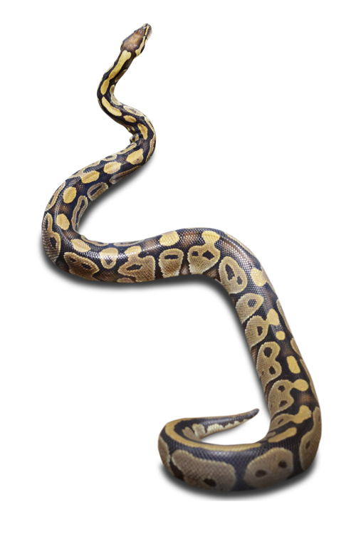 ニシキヘビの中では小型のボールニシキヘビ