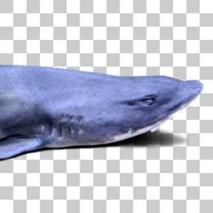 ドチザメ Banded Houndshark