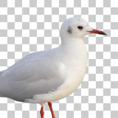 ユリカモメ Black-headed gull
