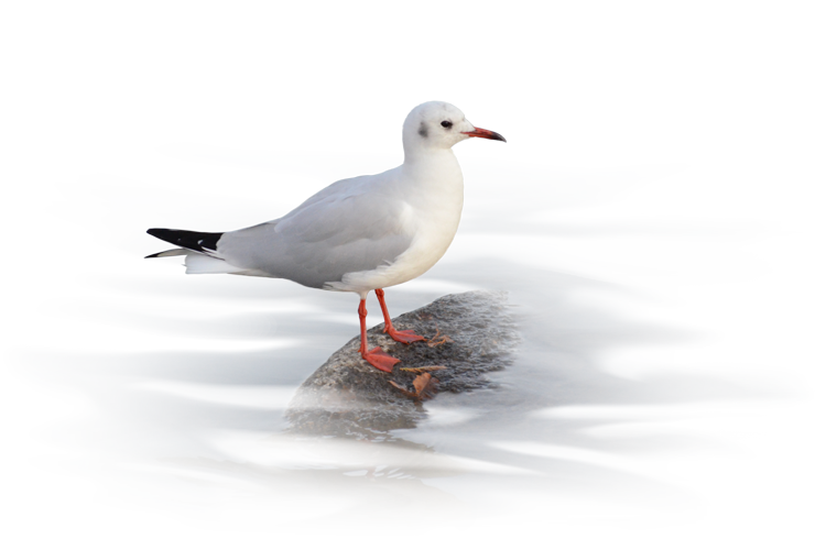 赤い嘴のカモメ、ユリカモメ