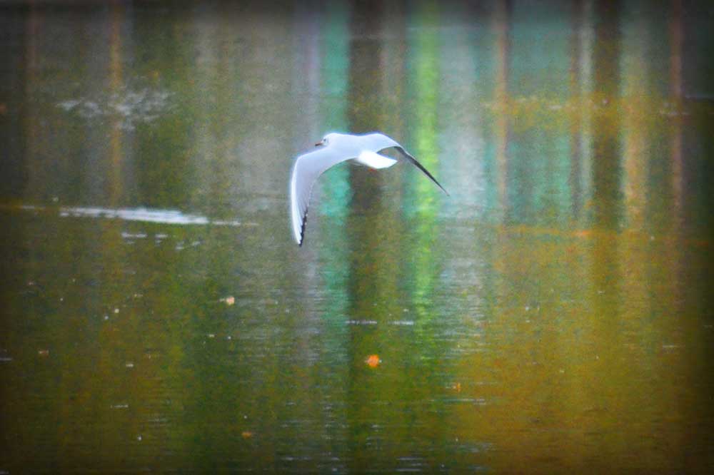 ユリカモメの飛翔