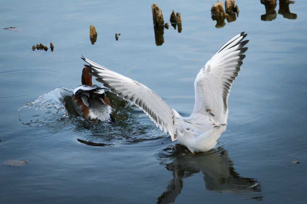 ヒドリガモを追い立てるユリカモメ