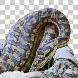 コースタルカーペットニシキヘビ Coastal Carpet Python
