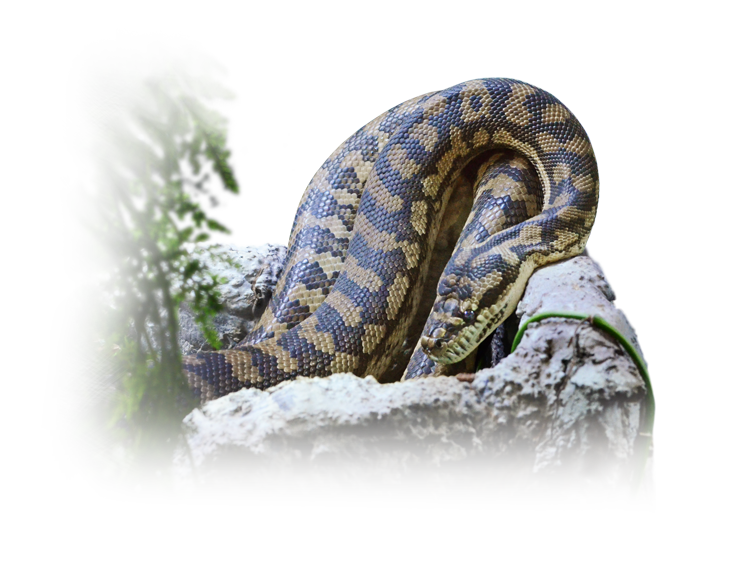 足立区立生物園のコースタルカーペットニシキヘビ