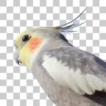 足立区立生物園のオカメインコ