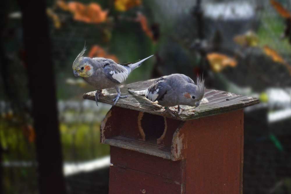 仲間同士で仲の良いオカメインコ