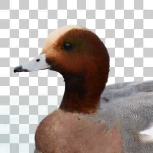 ヒドリガモ Eurasian Wigeon
