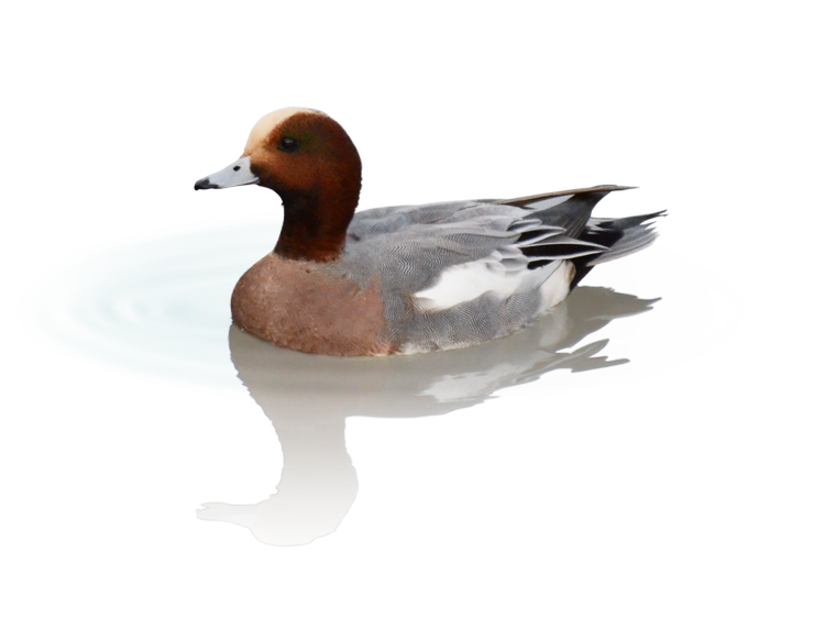 緋色が特徴、ヒドリガモ