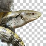 足立区立生物園のメラウケアオジタトカゲ