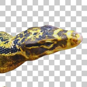 ミンダナオミズオオトカゲ Yellow-headed Water Monitor