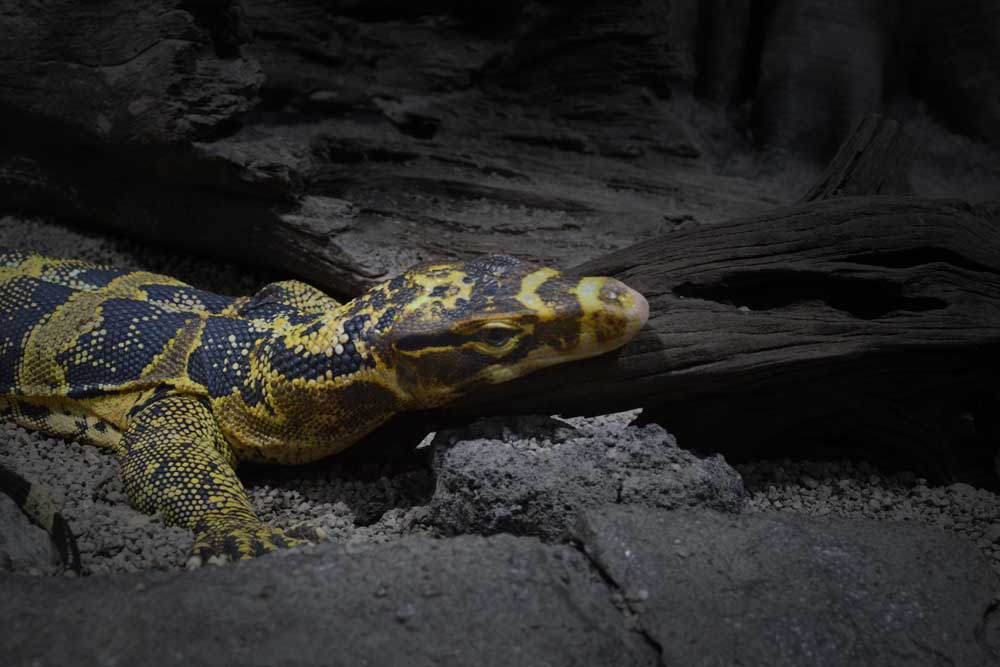 A Monitor Lizard Collected by the “Prince of Collectors”