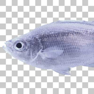 ギンユゴイ Barred Flagtail