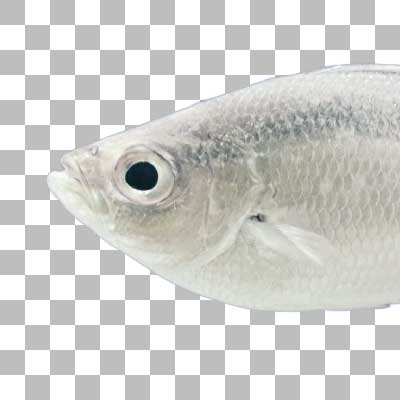 ギンユゴイ Barred Flagtail