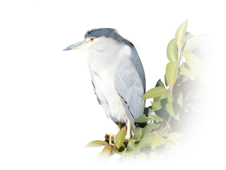 ゴイサギ Black-Crowned Night Heron