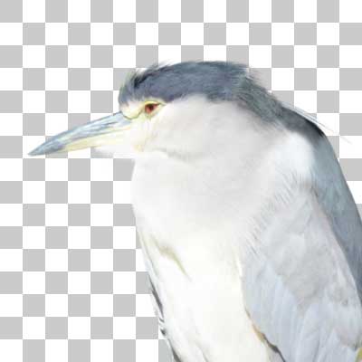 ゴイサギ Black-Crowned Night Heron