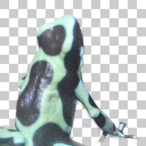 マダラヤドクガエル Green and Black Poison Dart Frog