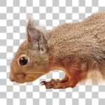 足立区生物園のニホンリス