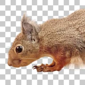 ニホンリス Japanese Squirrel