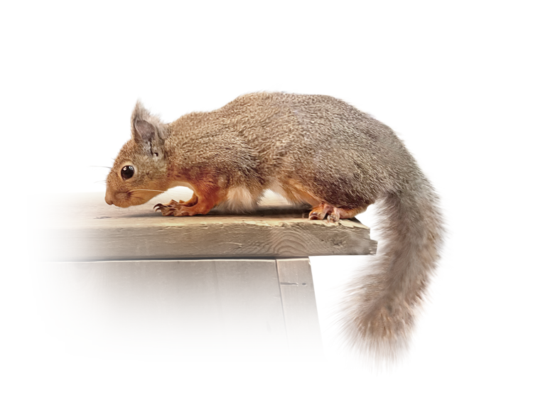 ニホンリス Japanese Squirrel