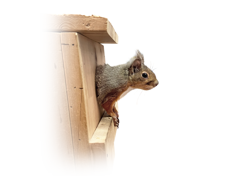 ニホンリスの横顔