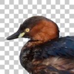 カイツブリ Little Grebe Tachybaptus ruficollis