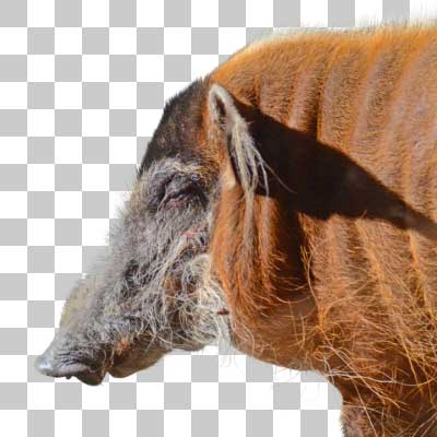 アカカワイノシシ Red River Hog