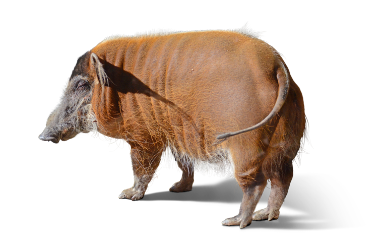 日なたで微睡むアカカワイノシシ