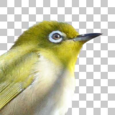 メジロ Warbling White-Eye