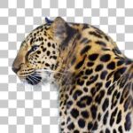 アムールヒョウ Amur Leopard