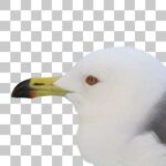 ウミネコ Black-tailed Gull