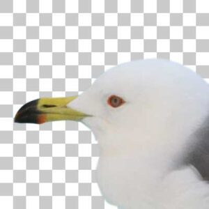 ウミネコ Black-tailed Gull