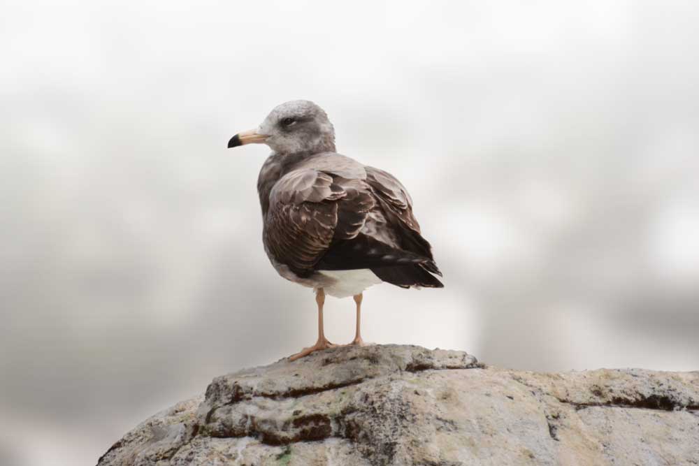 若いウミネコ A Young Black-tailed Gull