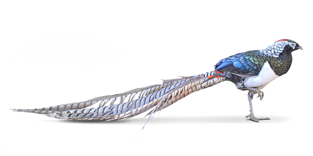 ギンケイ Lady Amherst’s Pheasant
