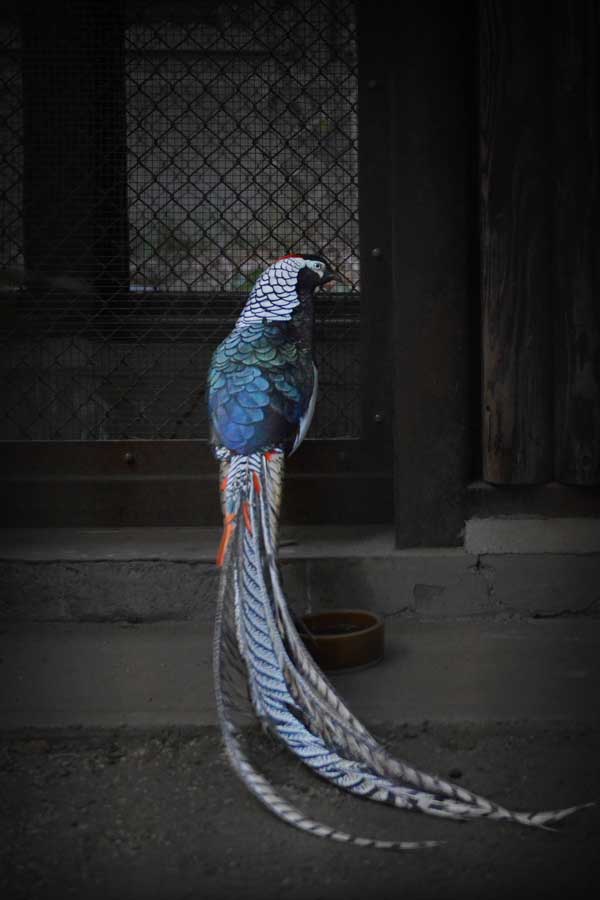 ギンケイの長い尾