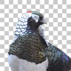 ギンケイ Lady Amherst’s Pheasant