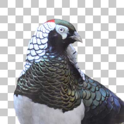 ギンケイ Lady Amherst’s Pheasant