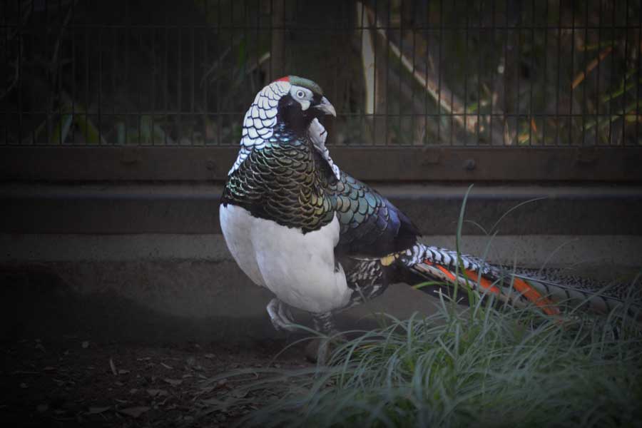 ギンケイはキジの仲間